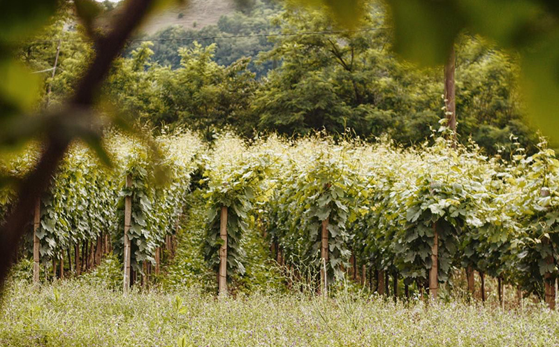 ნომერი საუზმით ორ სტუმარზე ზესტაფონში!