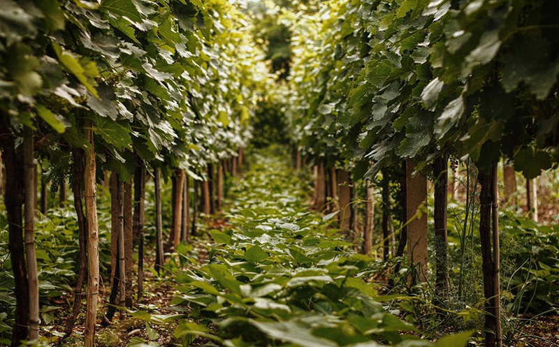 ნომერი საუზმით ორ სტუმარზე ზესტაფონში!