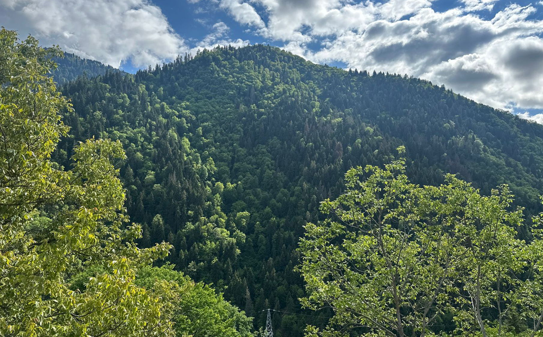 ბორჯომში კოტეჯი 5 სტუმარზე დიდი ეზოთი