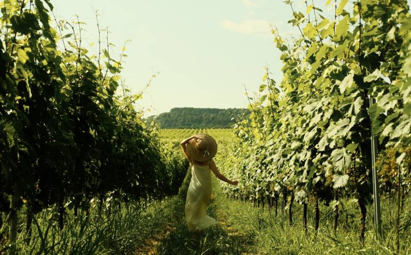 14 აგვისტოს ჩათვლით, წინანდალში, ნომერი 2 სტუმარზე საუზმით, აუზით, ენ სემონინ სპას და რესტორან პინოს ფასდაკლებით